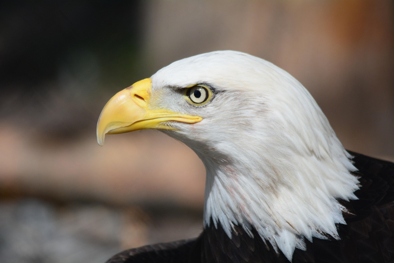 bald eagle, bird, wildlife, eagle, bird of prey, raptor, animal, fauna, wilderness, nature, portrait, eagle, eagle, eagle, eagle, eagle