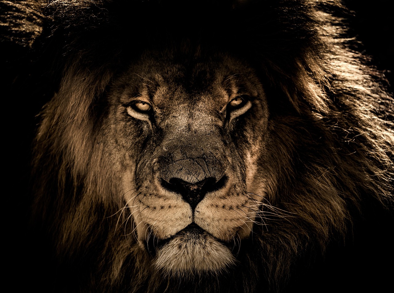 african lion, wild cat, feline, mane, closeup, wildlife, wild, portrait, face, king, lion, animal, nature, animal world, wildlife photography